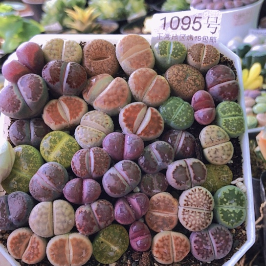 无花朵1095，10厘米盆个别微徒