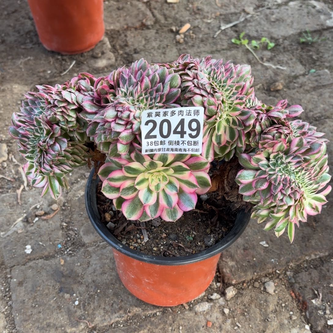 丫****2棚荔枝缀2049法师