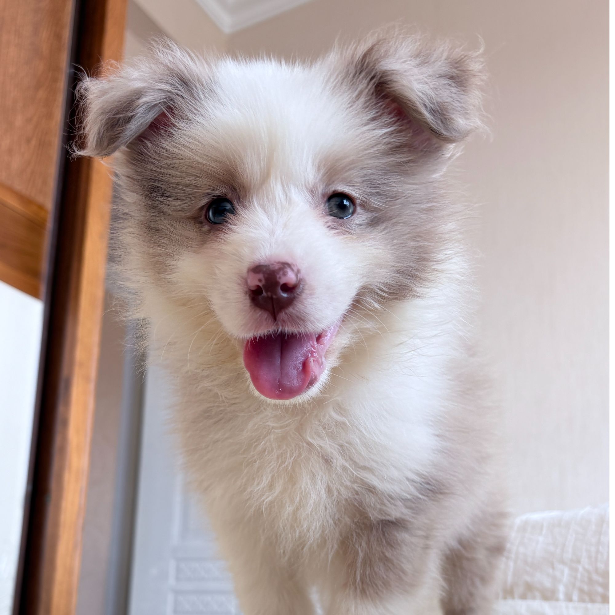 纯种边境牧羊犬 边牧幼犬