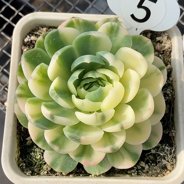 胭脂贝瑞白锦多肉植物