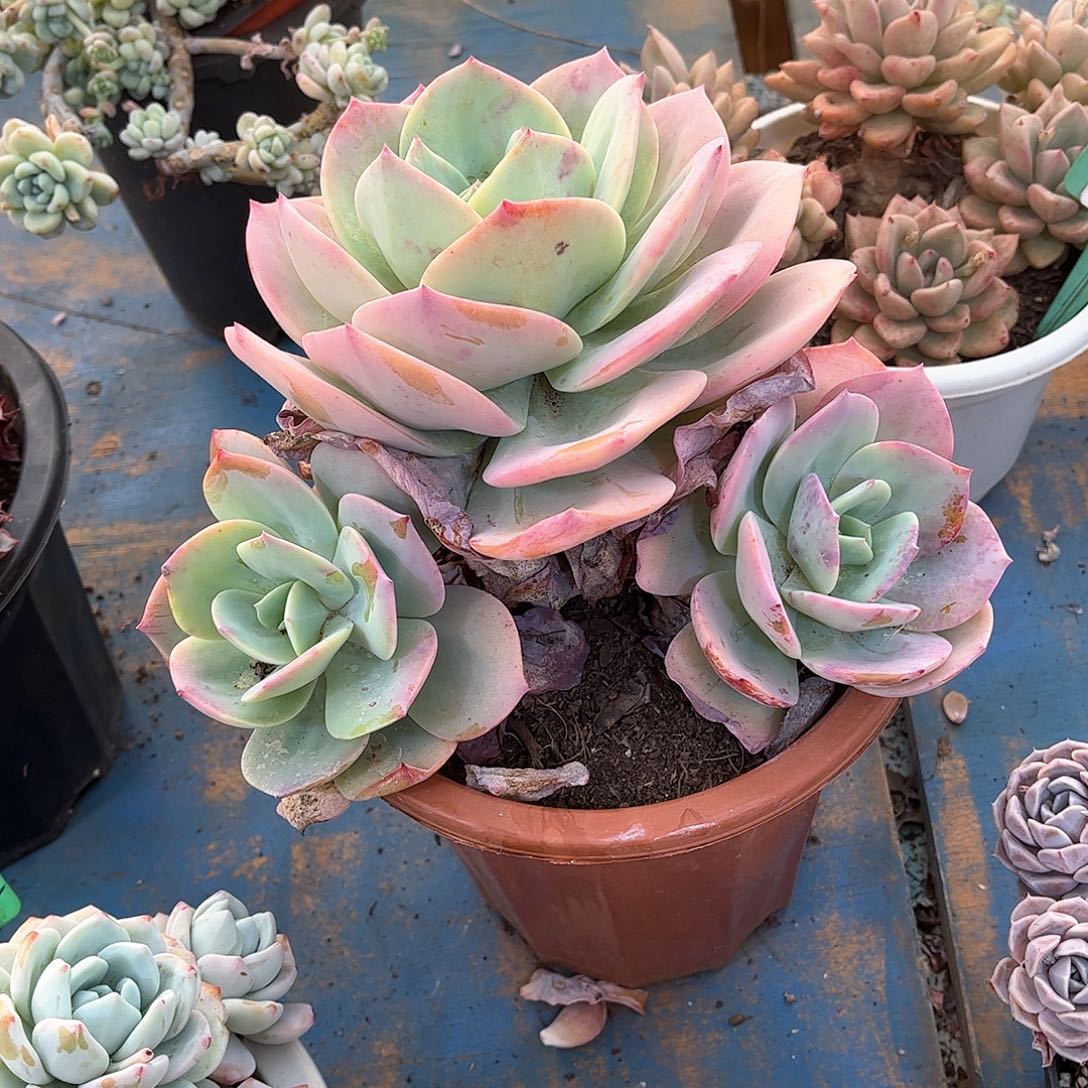 气****?凤多肉植物保护4