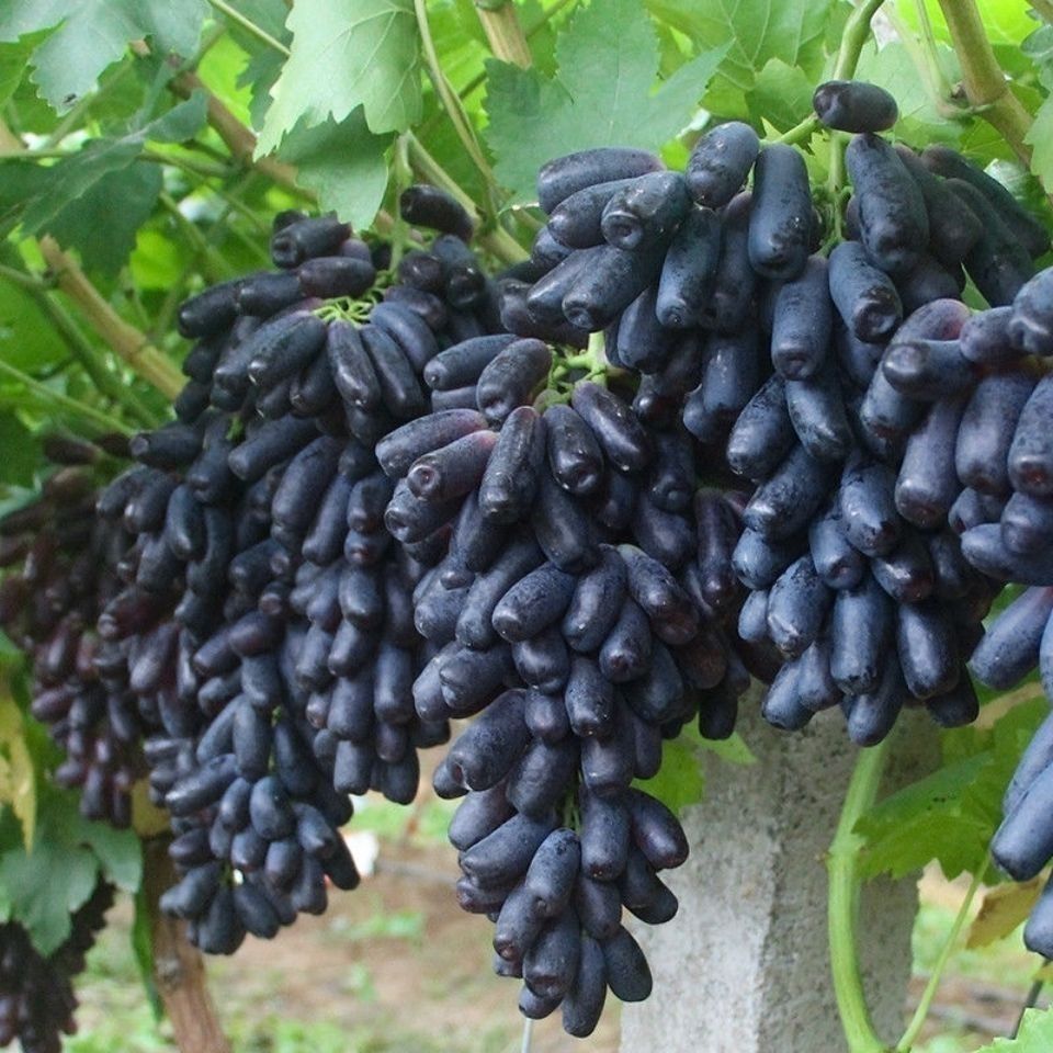 澳洲进口美人指葡萄净2.5斤纯甜无籽包邮送货上楼今天拍明天到黑龙江省