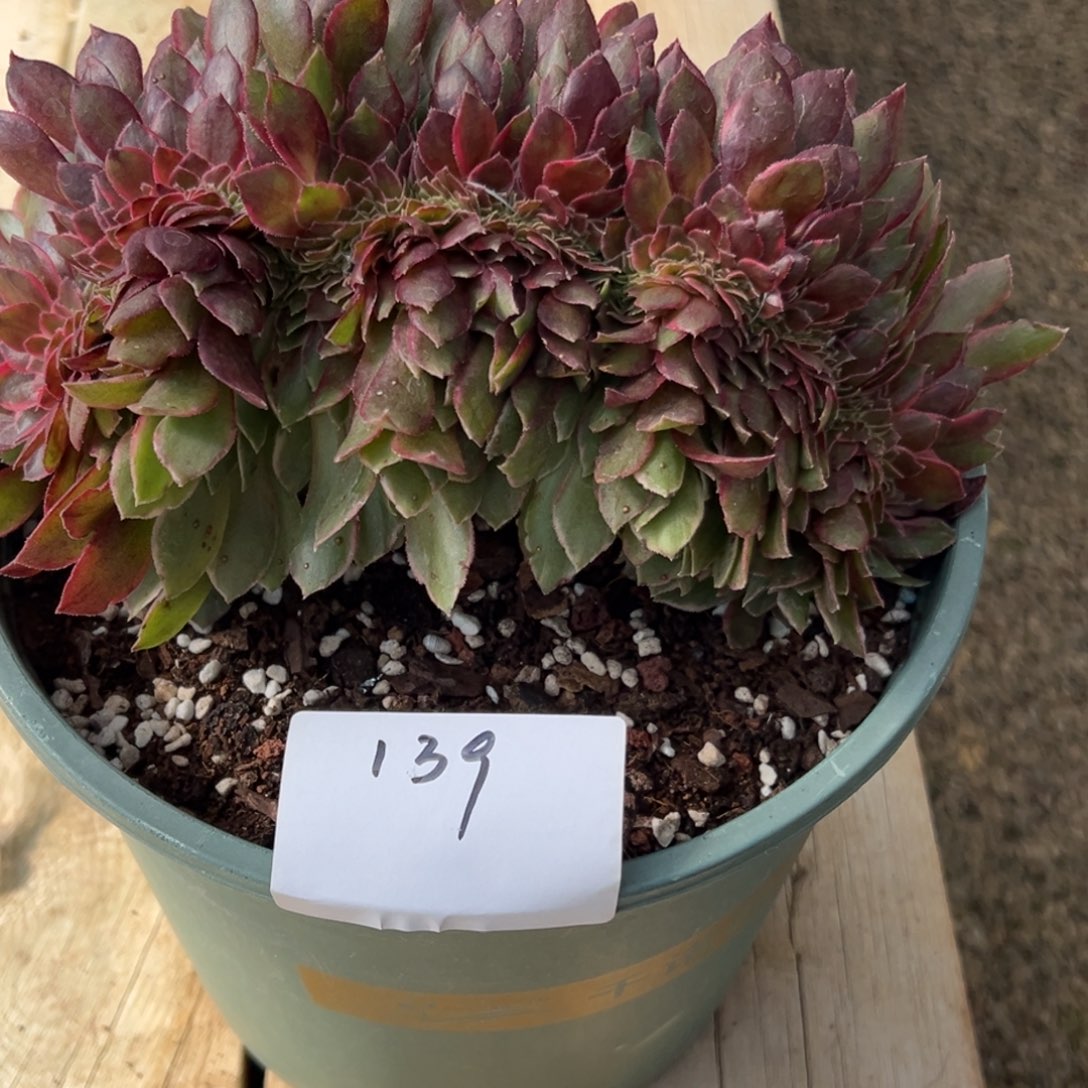 139黑魔缀一个一（零下勿拍）