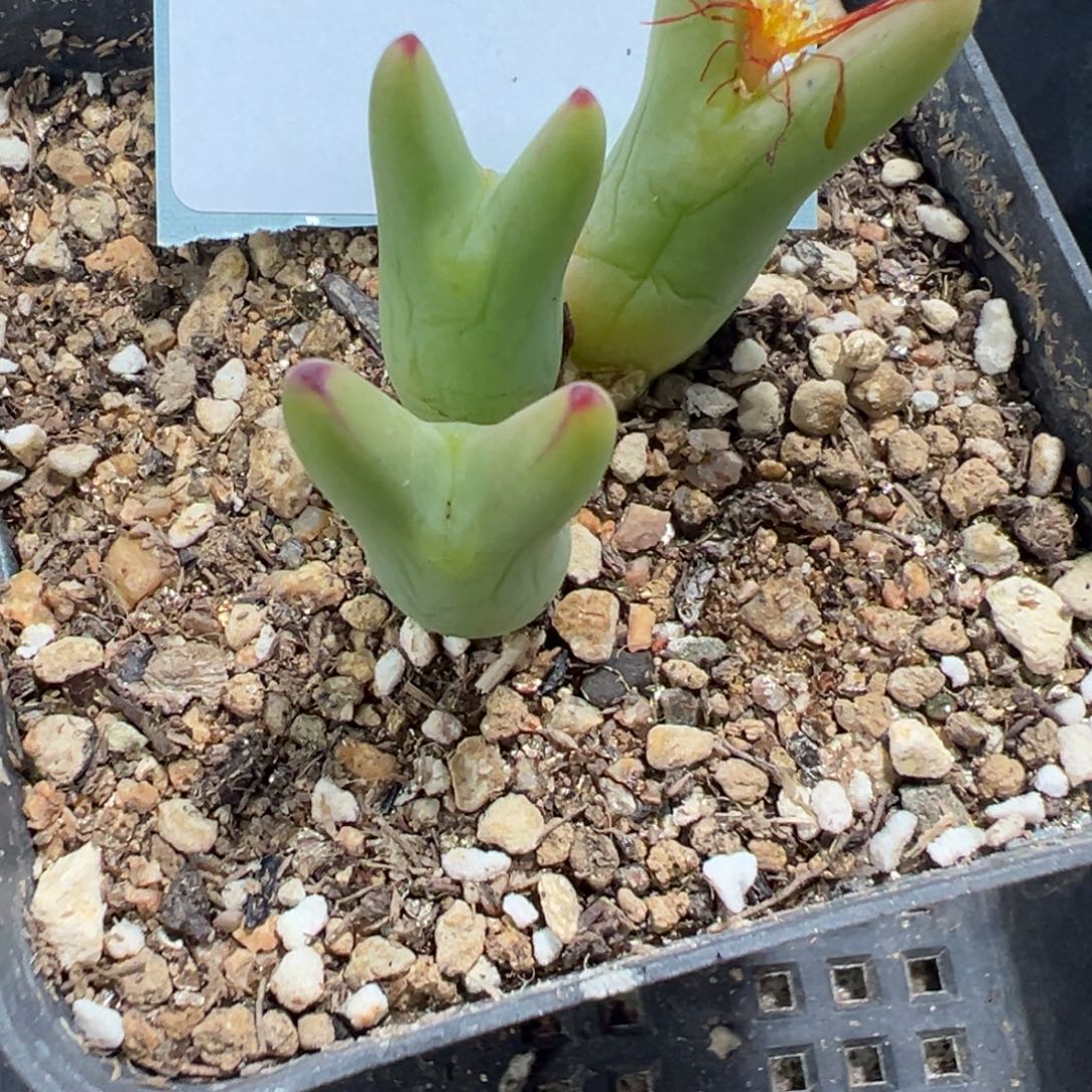 憨***达12-29肉锥多肉植物