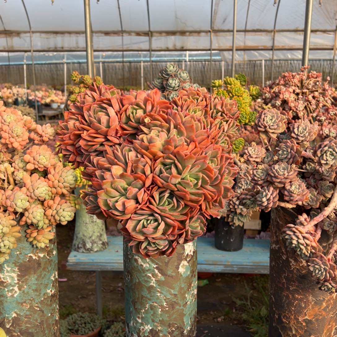 精品绮罗朵缀 裸根