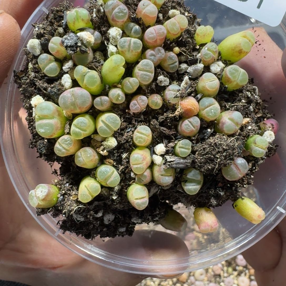 3281。小磁铁。多肉植物