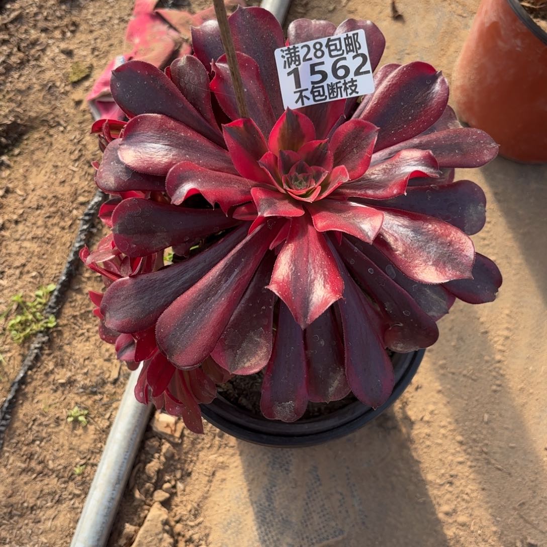 N 1562美杜莎多肉12236