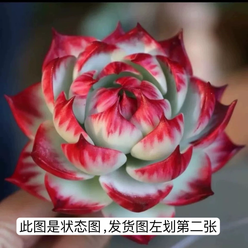 惊鸿仙子多肉植物稀有花卉好养办公室阳台盆栽绿植