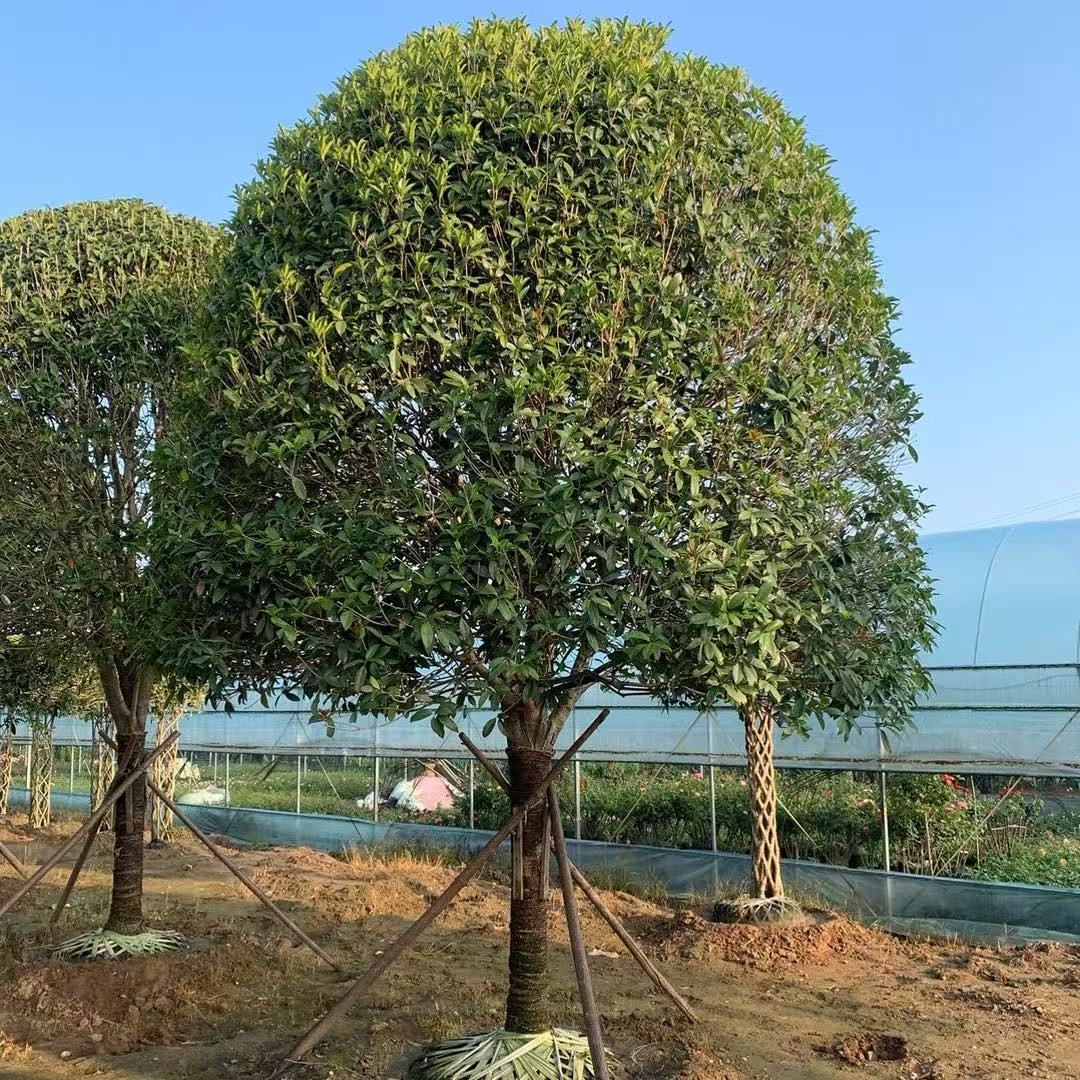 大型精品四季桂花金桂丹桂朱砂桂四季常青盆栽地栽庭院绿植花卉