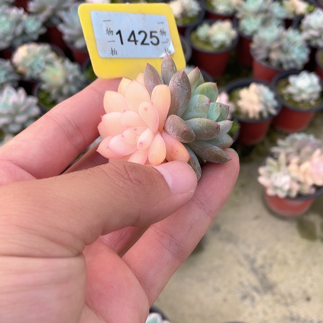 团***团1425号多肉植物组合