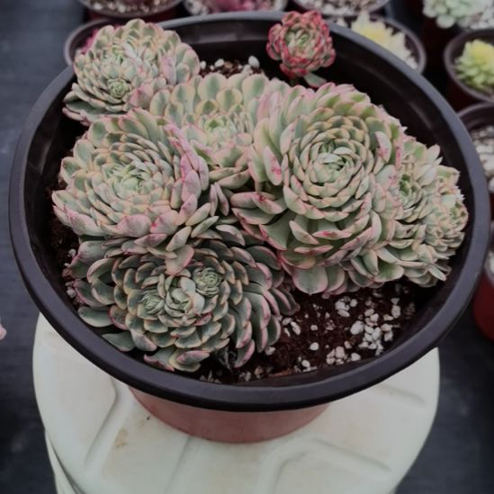 梦幻玫瑰白覆轮锦群