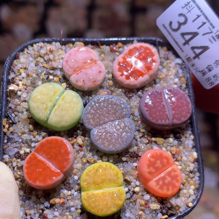 精品生石花117.344