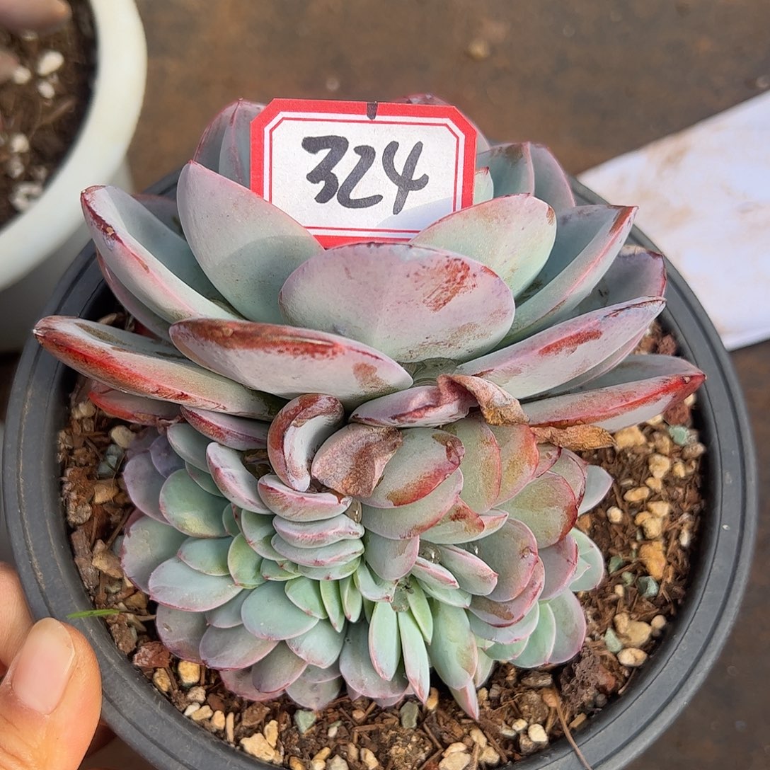 324号布鲁兰缀，一物一拍