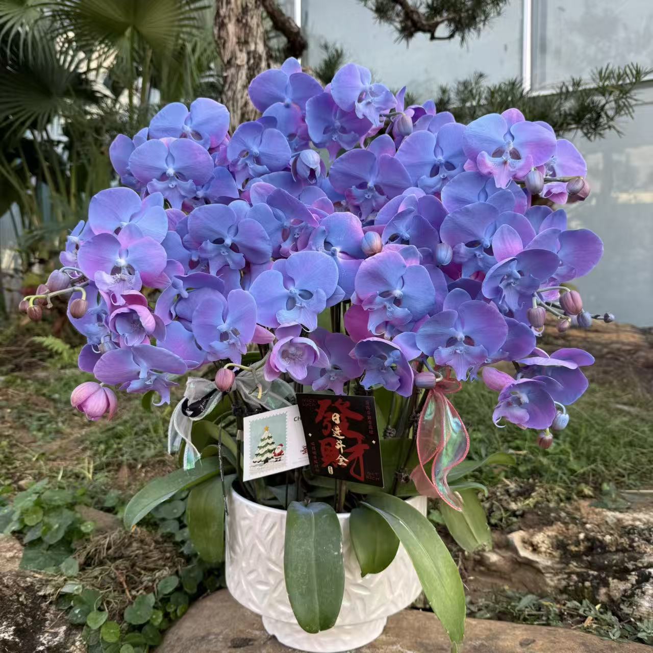  蝴蝶兰《蓝粉佳人》 小众稀缺品种带香味梦幻色系特殊工艺植物上色