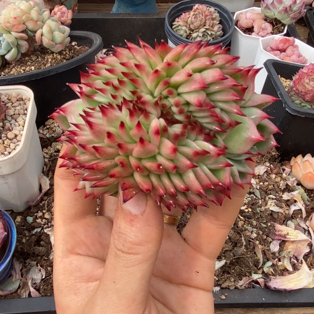 吉娃娃缀化一物一拍