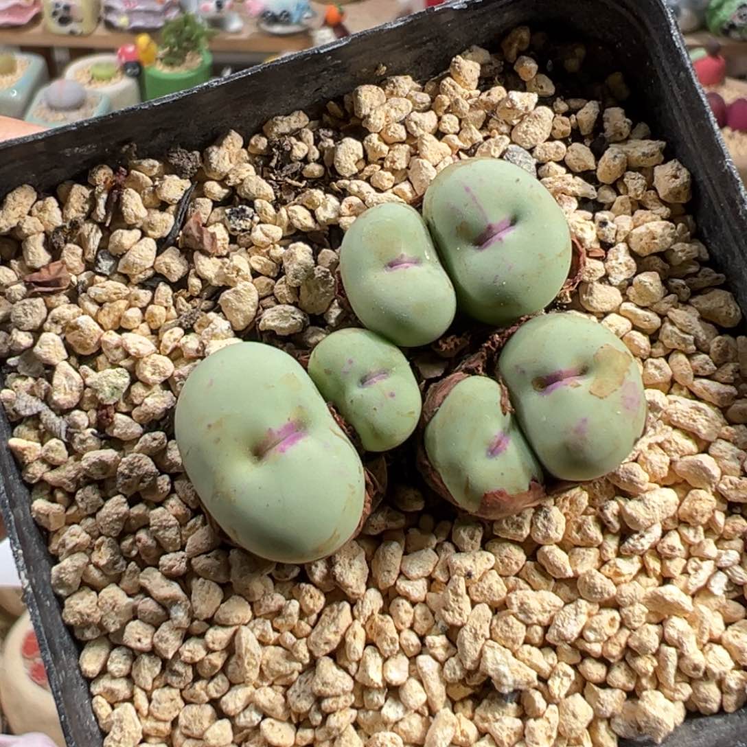 多肉植物212号红嘴