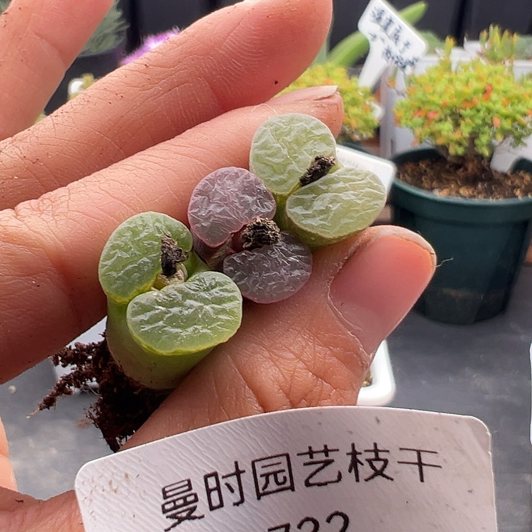 吃*了732号磁铁12.27多肉