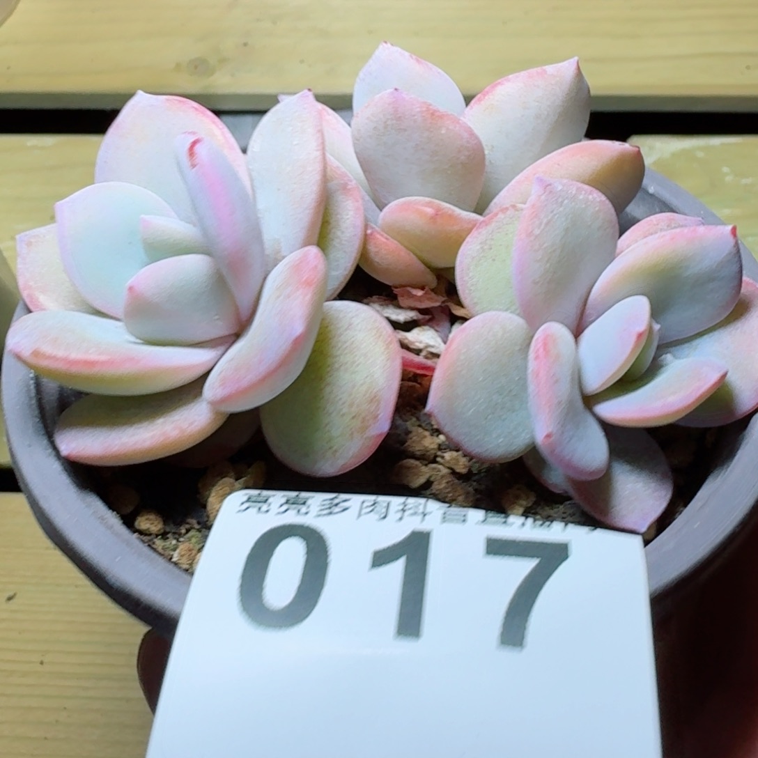 奶茶         多肉植物