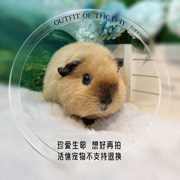 精品泰加妹妹 荷兰猪 豚鼠包邮包风险