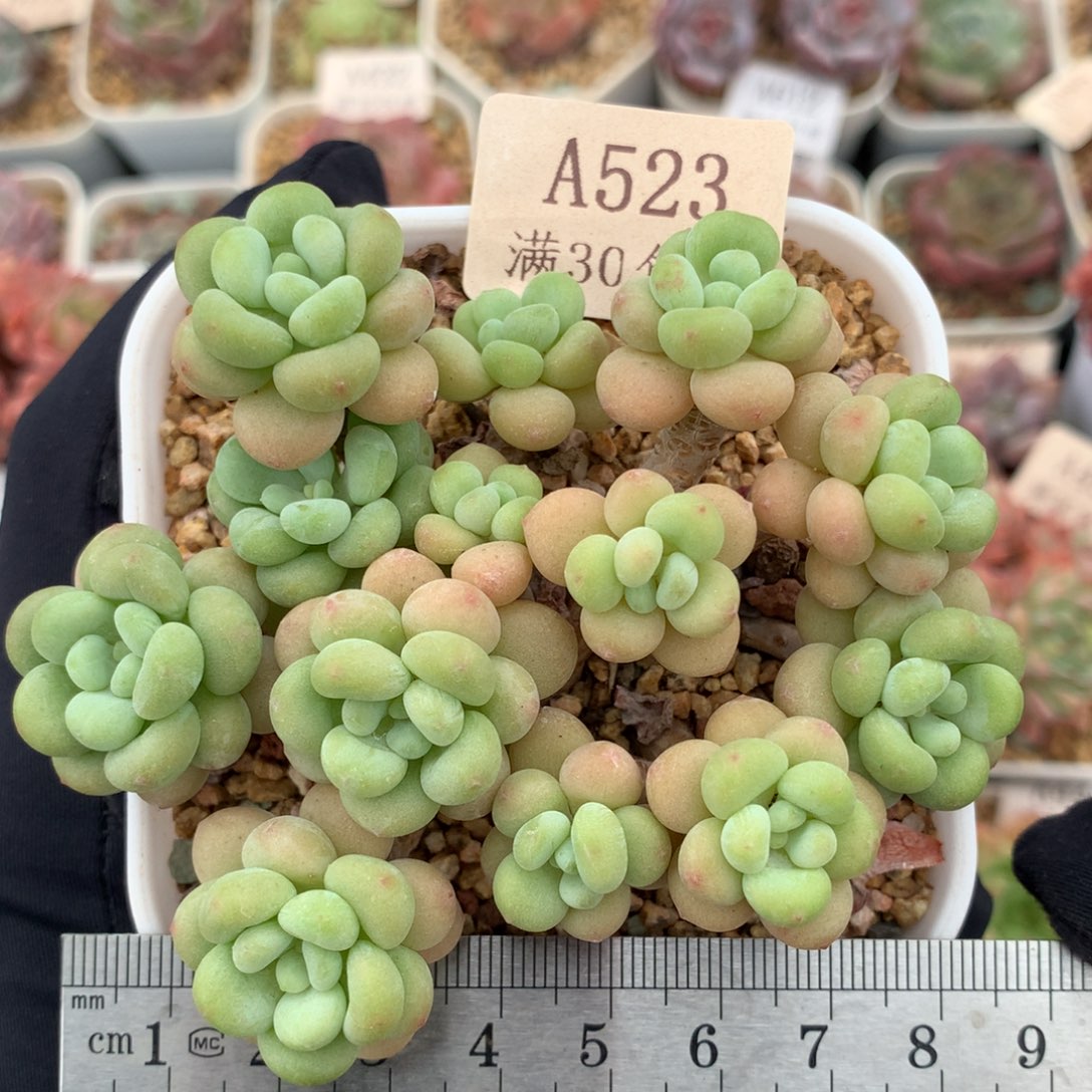 523洛可可群整桩无砍冠服8