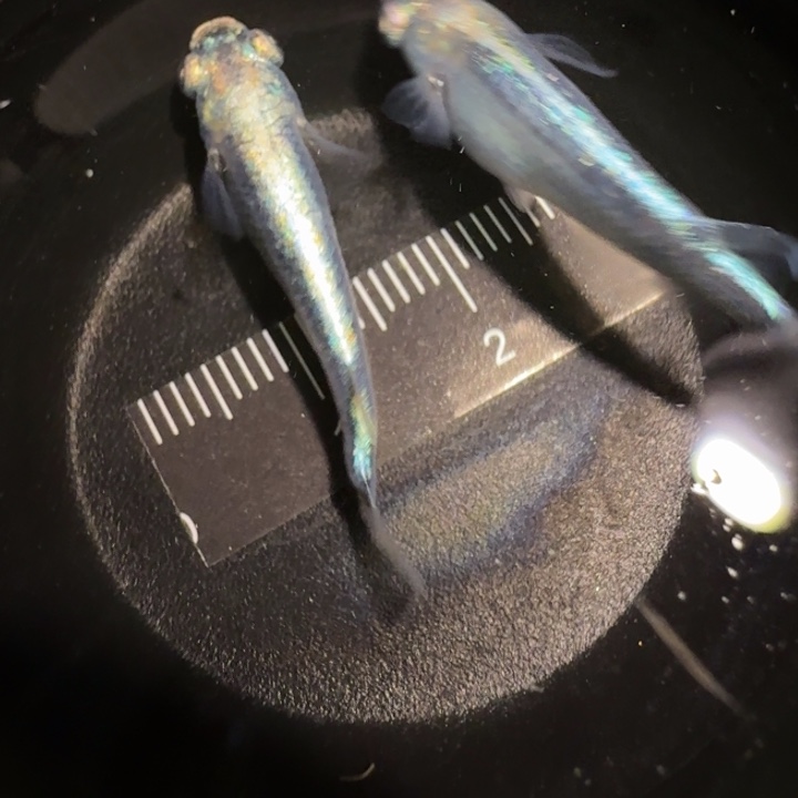 青鳉鱼一物一拍400