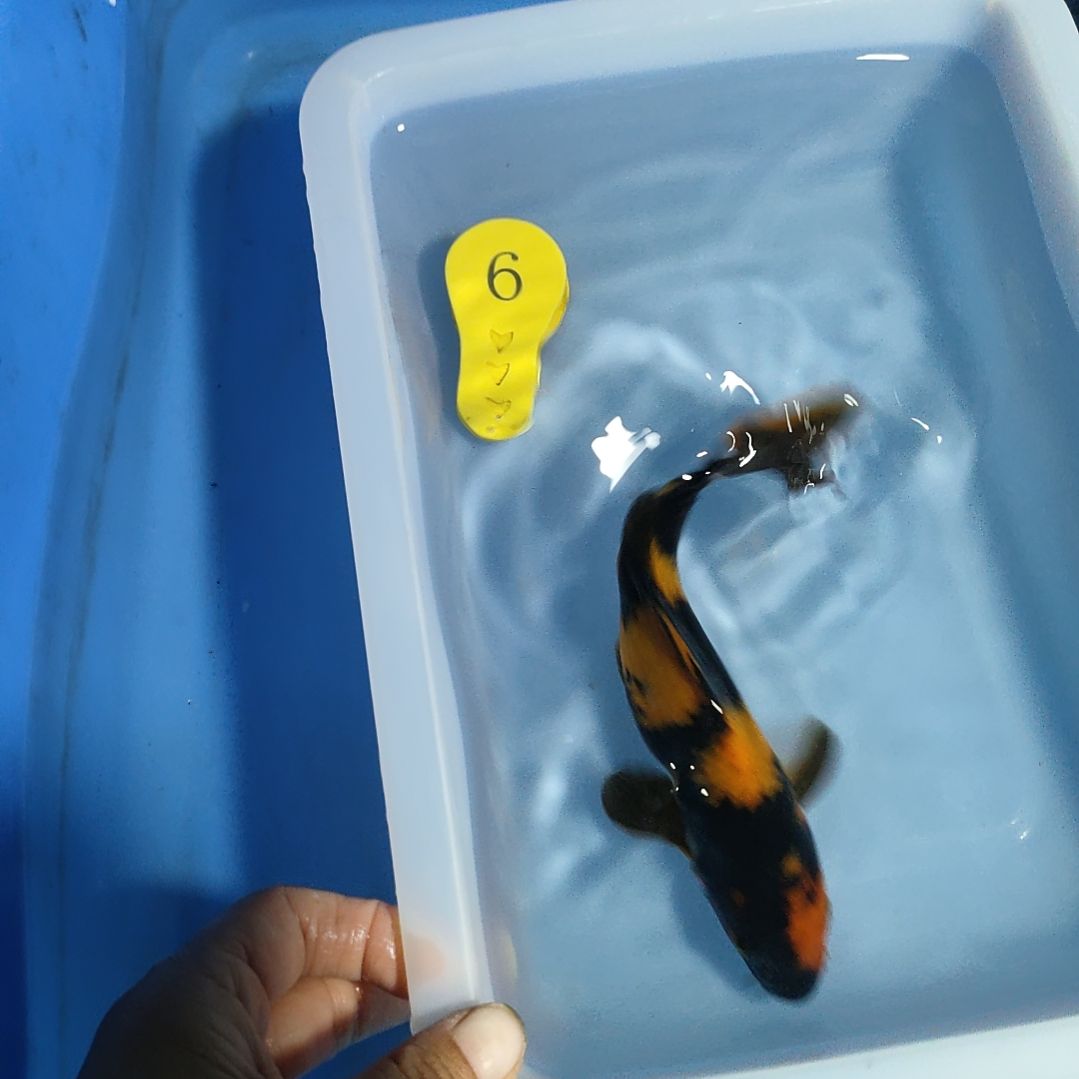 海水鱼红白大正昭和菲血白写