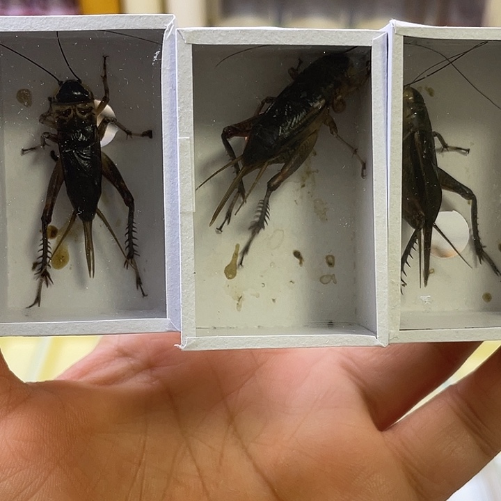 澎***后油葫芦 3条随单啊啊啊