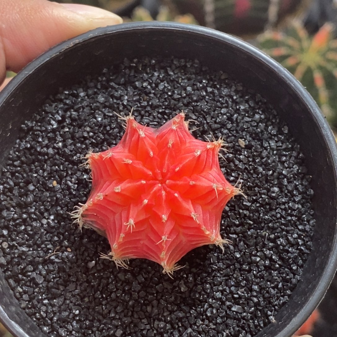 精品米哈—脱土发货29