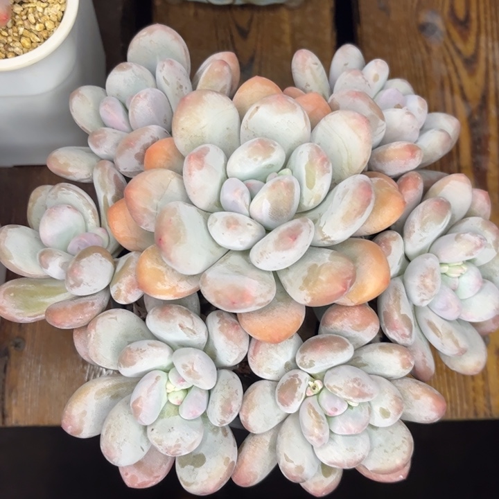 一物一拍，香奶多肉。