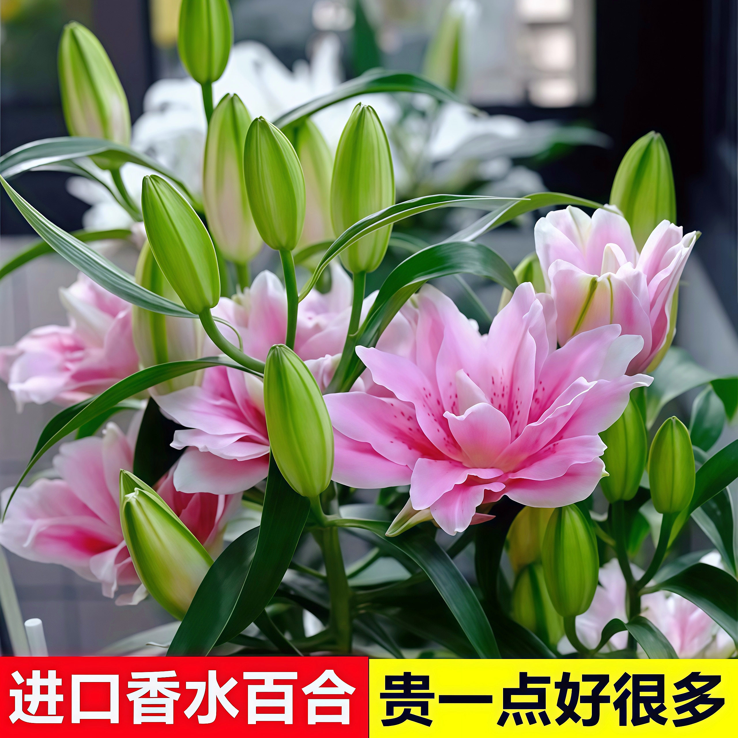 进口香水百合【带芽】盆栽耐寒浓香型花卉室内绿植种庭院阳台花种球