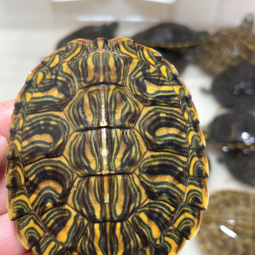 宠物龟不分公母7.9