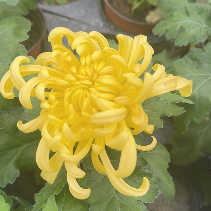 完全开放食用菊黄金球