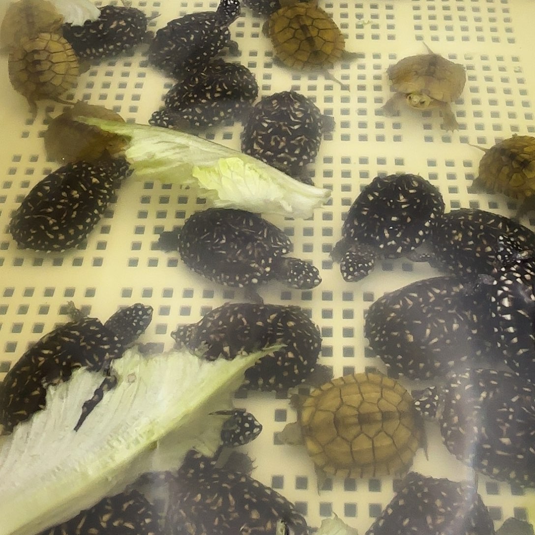 不分公母宠物龟三黄小青龟家养小宠物