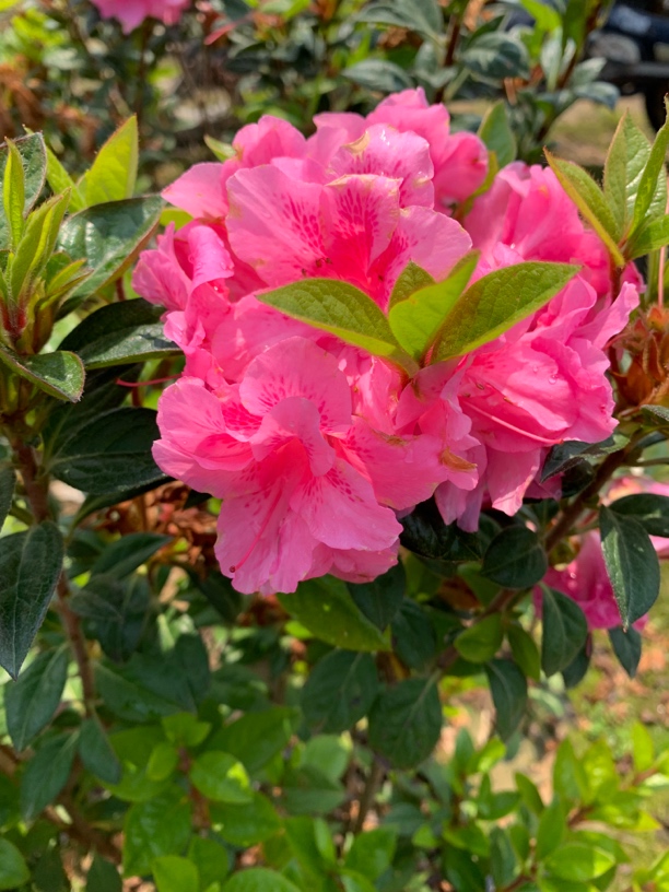 [开花神器]杜鹃花康乃馨组合庭院阳台绿植耐寒耐热带花苞好牡丹花