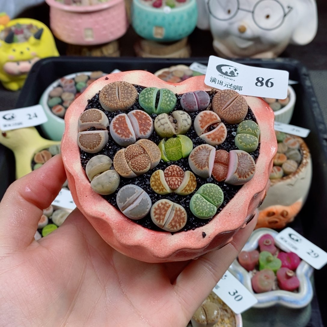 精品生石花拼盆86