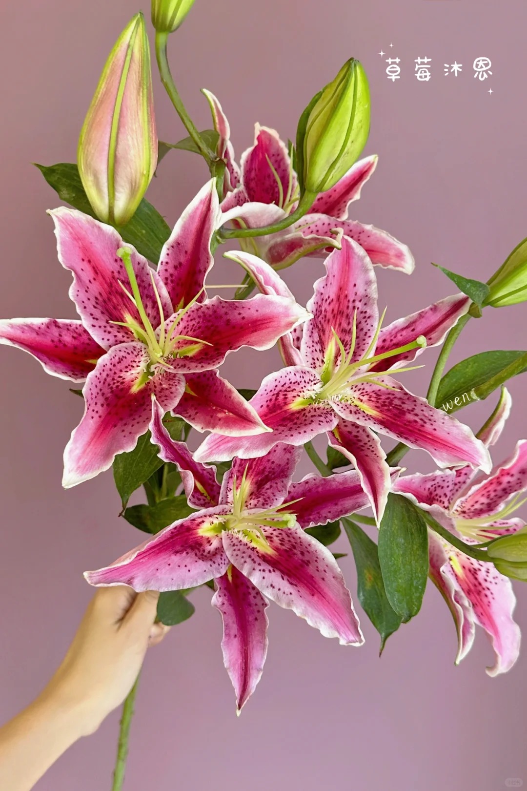 鲜花【草莓沐恩 香水百合】同地址两单以上顺丰/德邦+送10包保鲜剂