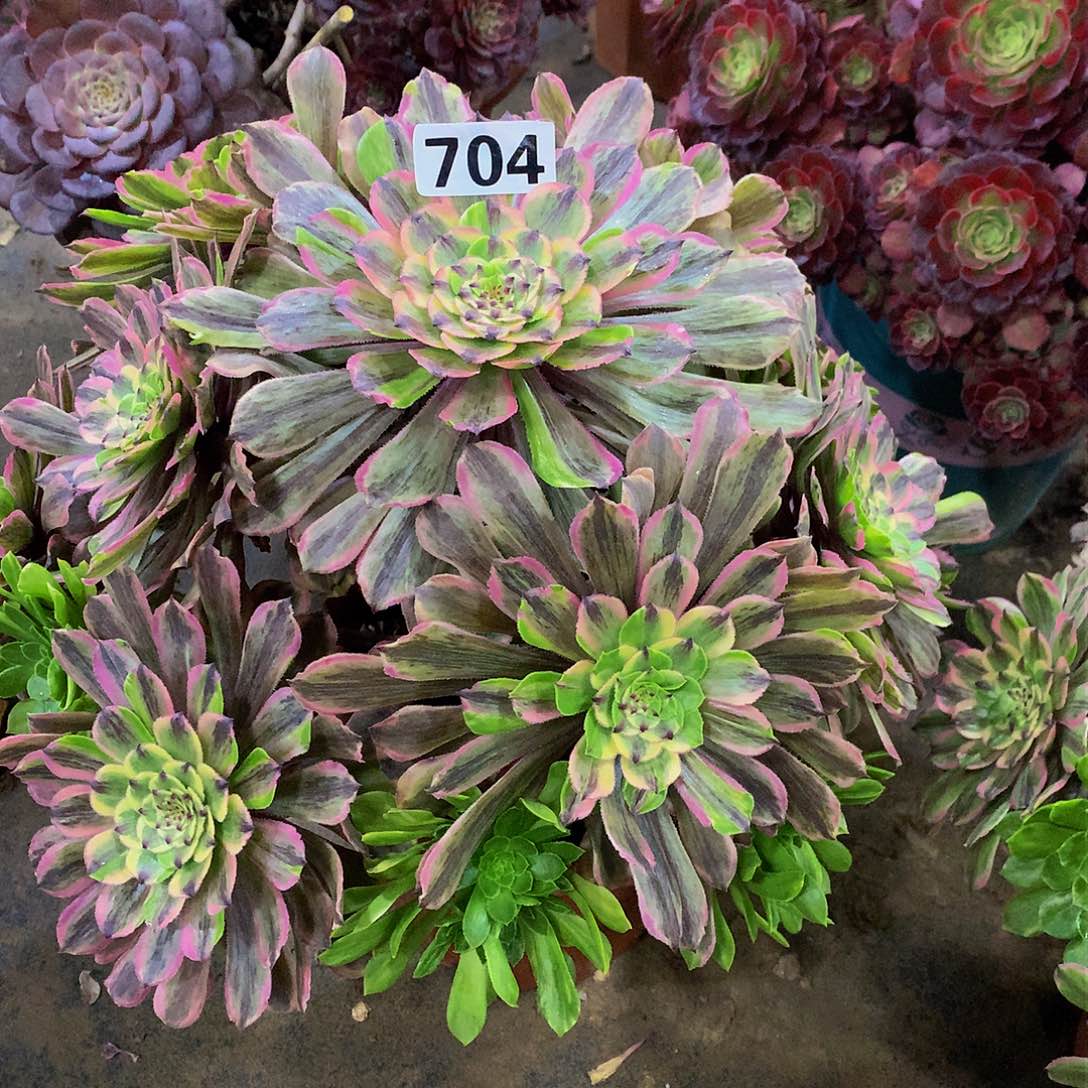 我***萄多肉花脸粉黛704.000