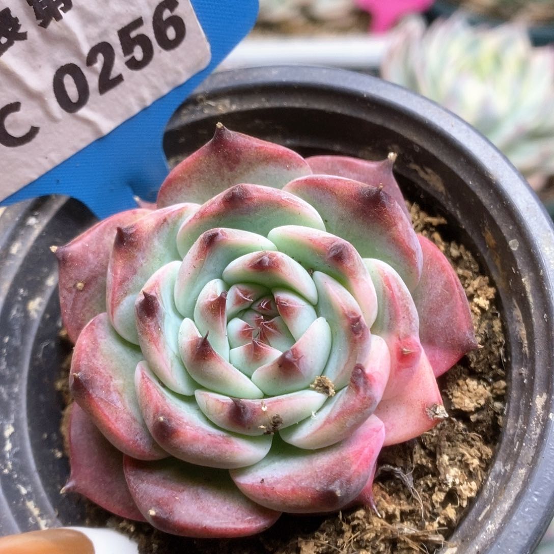 256锦锦锦锦锦锦