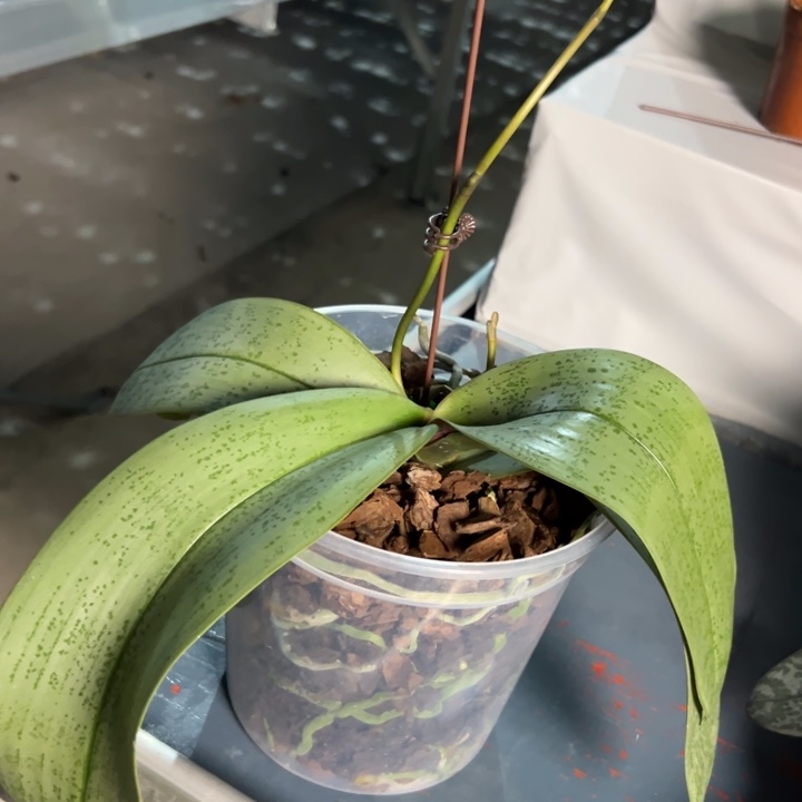 平***心不开花植物B T710