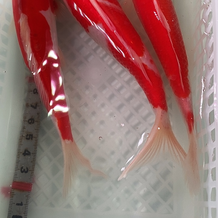 锦鲤冷水锦鲤包邮