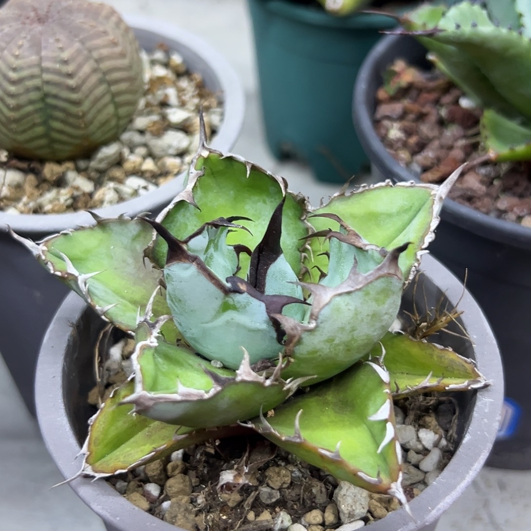 沪***）蓝鲸一物一拍偏远不包邮不退不换