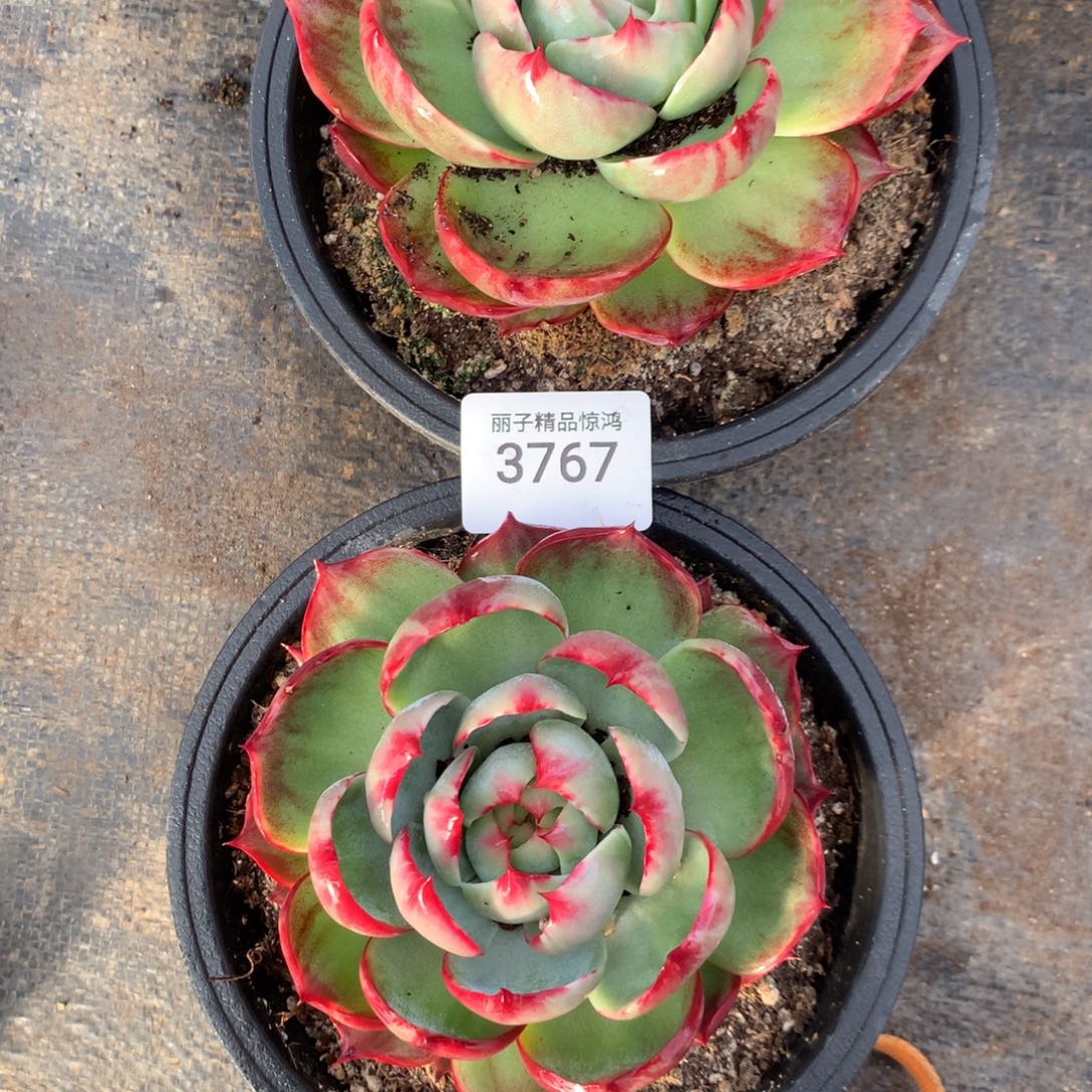 超***燕3767一物一拍2颗10厘米