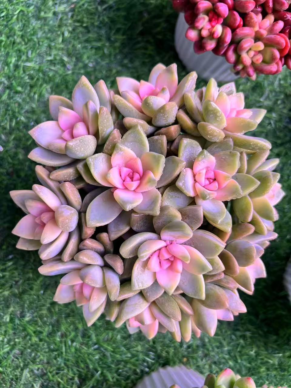 HS浪漫粉樱花 精品多肉植物 好养好活 帯盆土云南基地发货