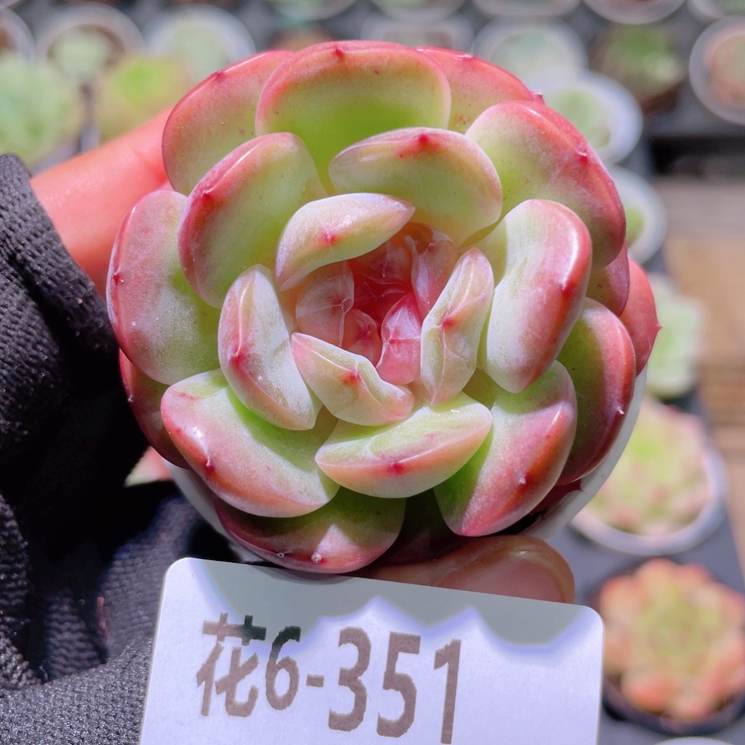 花利美6-351新品 