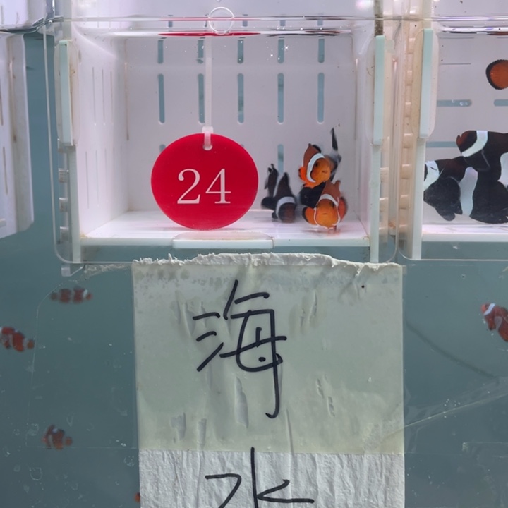 海水鱼创缸混搭4条3-4