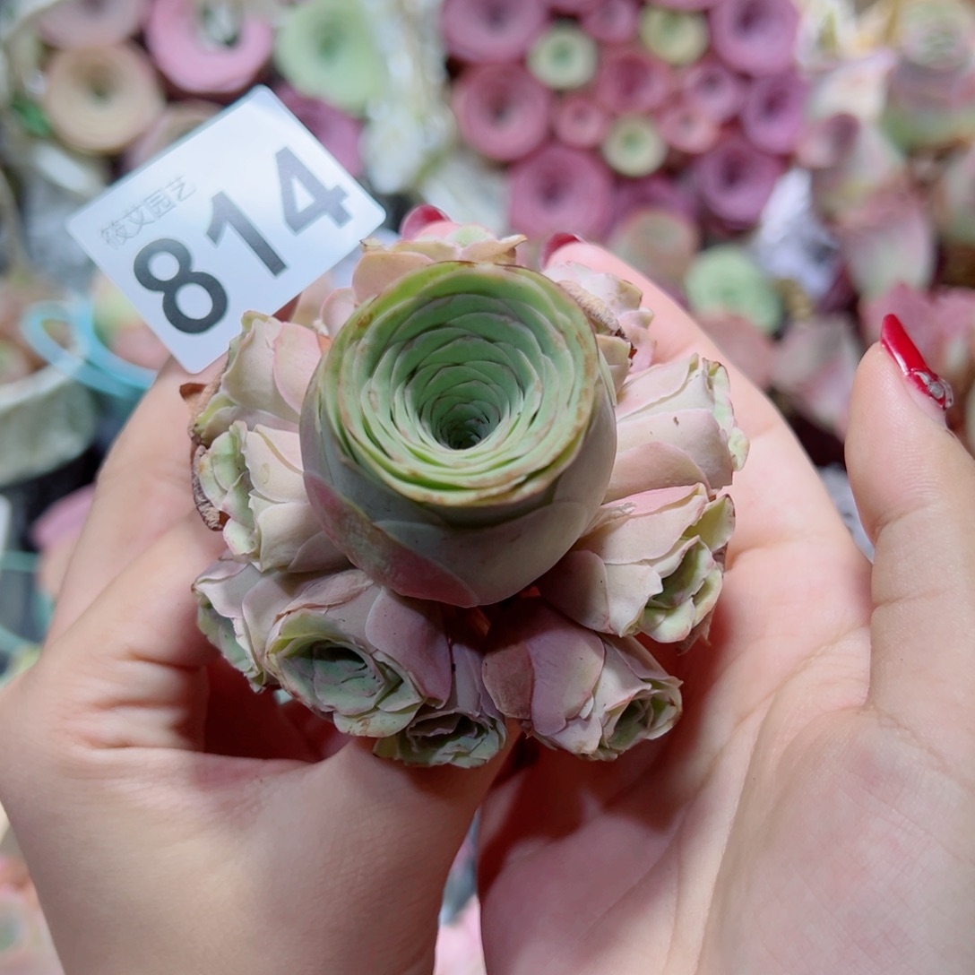 814粉玫瑰手捧花。     