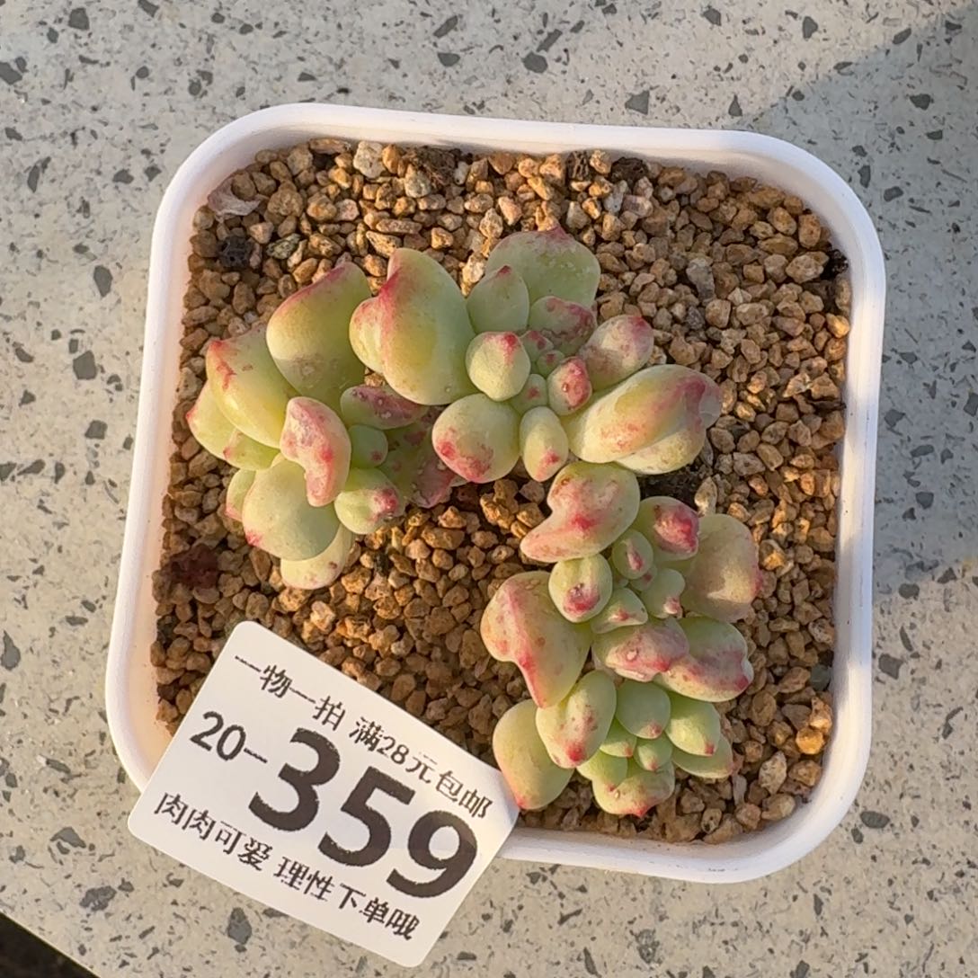 亦***，茉莉青提无盆土发货无盆土发货无