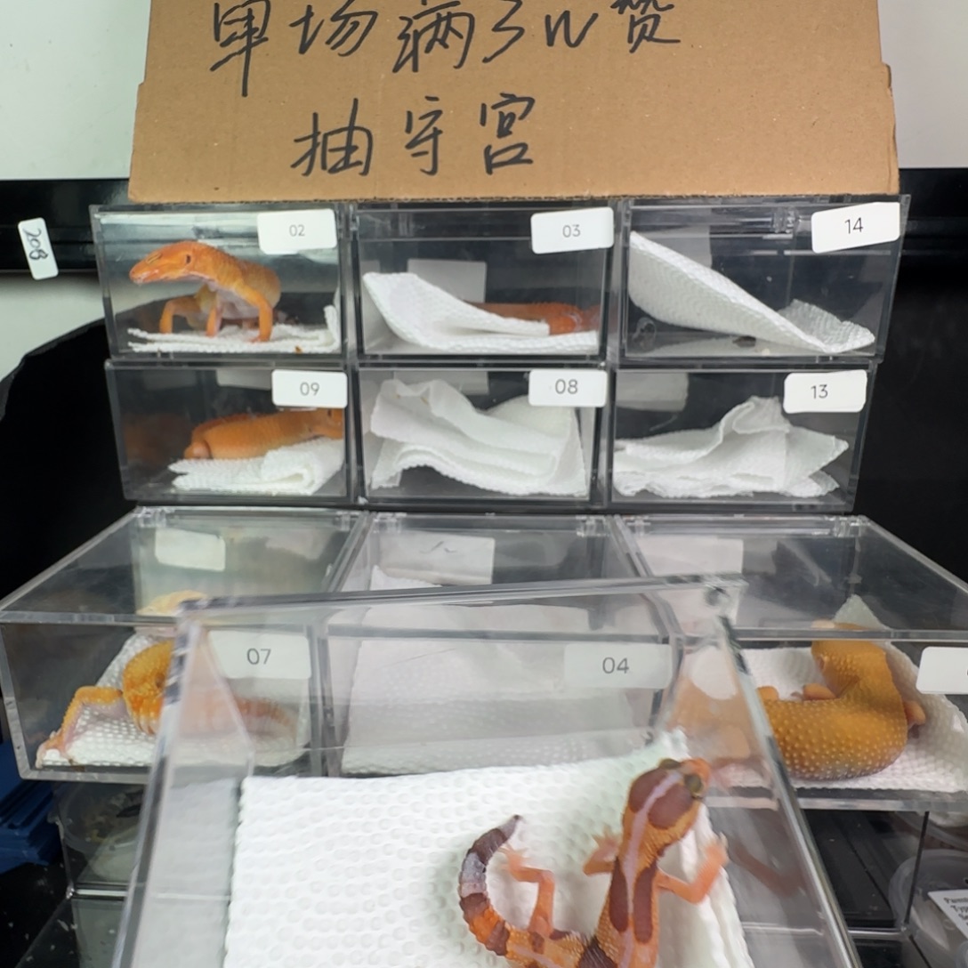 豹纹守宫直线奶牛橘白妹妹