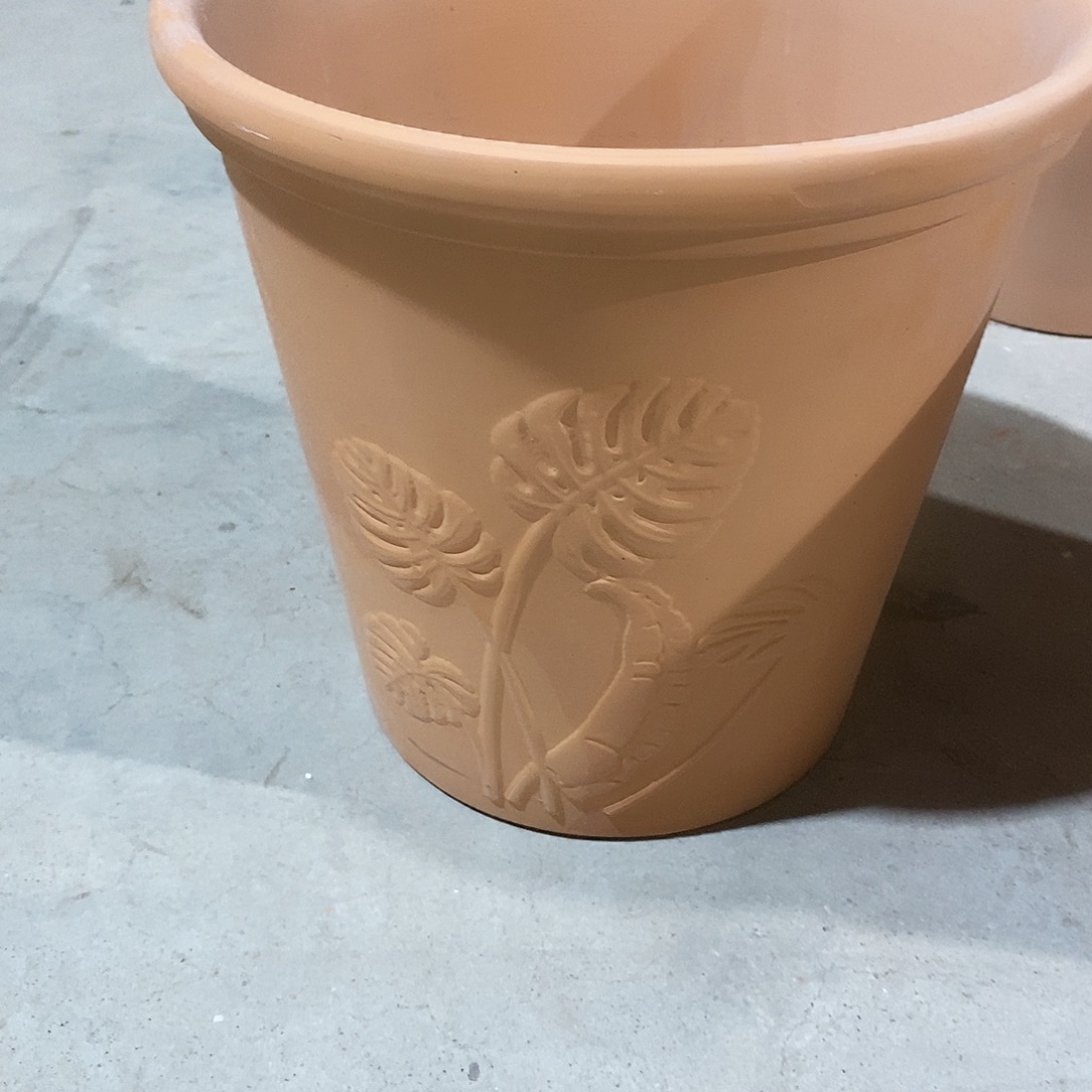 M****瑕疵龟背竹-1      