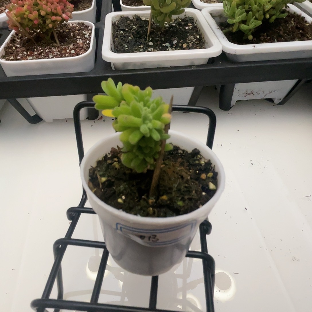 013虾钳缀化枝干